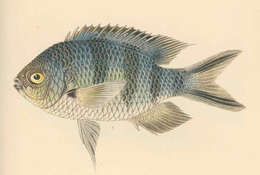 Image of Sergeant Fish