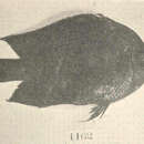 Image of Spiny chromis