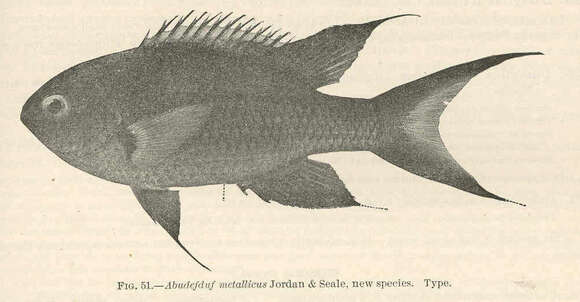 Image of undescribed species