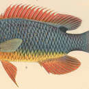 Image of Fiji blue devil