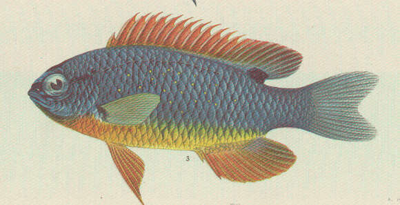 Image of undescribed species