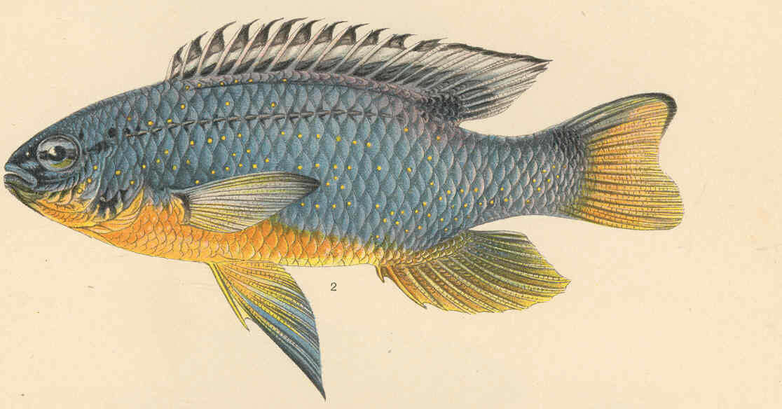 Image of undescribed species