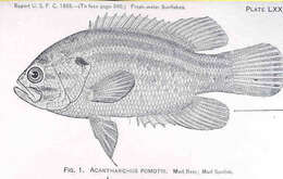 Image of Acantharchus