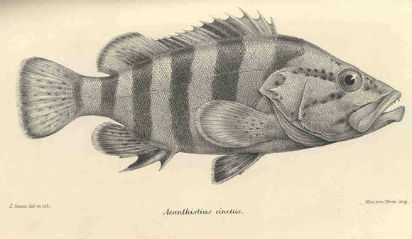 Image de Acanthistius