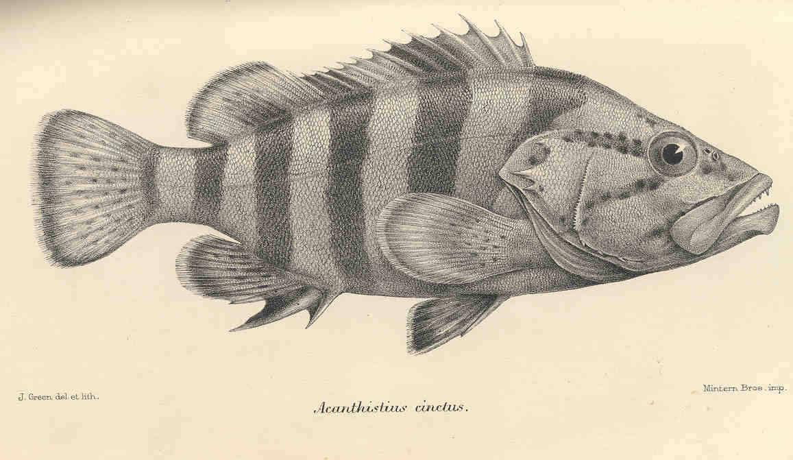 Image of Acanthistius