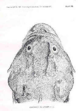 Image of Megalocottus