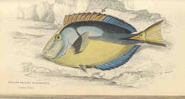 Image of surgeonfishes
