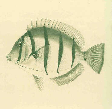 Image of Acanthurus