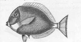 Imagem de Acanthurus leucosternon Bennett 1833