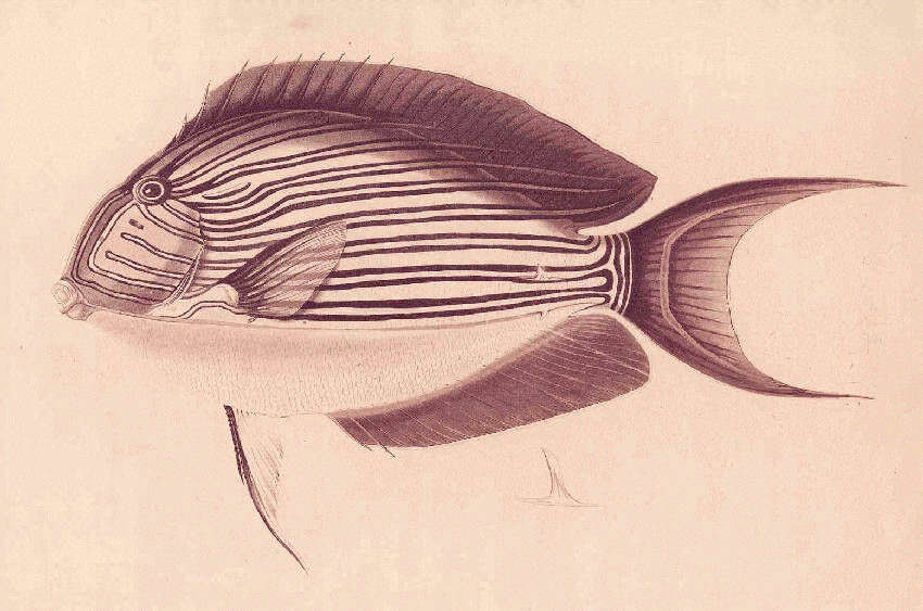 Imagem de Acanthurus lineatus (Linnaeus 1758)