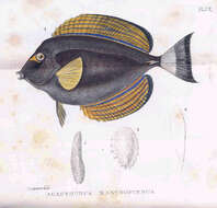 Image of Cuvier's Surgeonfish