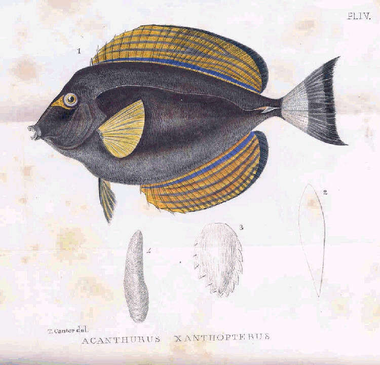 Imagem de Acanthurus xanthopterus Valenciennes 1835