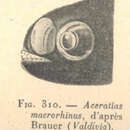 Image of <i>Aceratias macrorhinus</i>