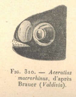 Image of <i>Aceratias macrorhinus</i>