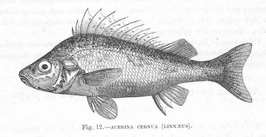 Image de Gymnocephalus