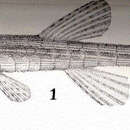 Imagem de Acestridium discus Haseman 1911