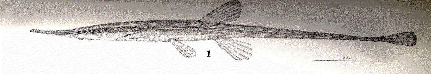 Image of Acestridium
