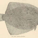 Imagem de Achirus lineatus (Linnaeus 1758)