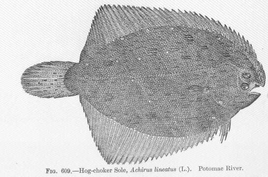 Plancia ëd Achirus