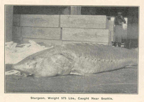 Image of sturgeons