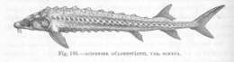 Image of sturgeons