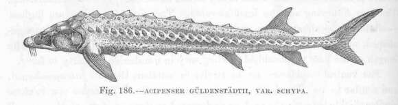 Image of sturgeons