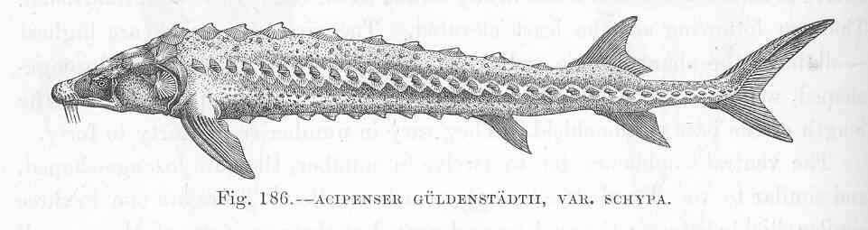 Image of sturgeons