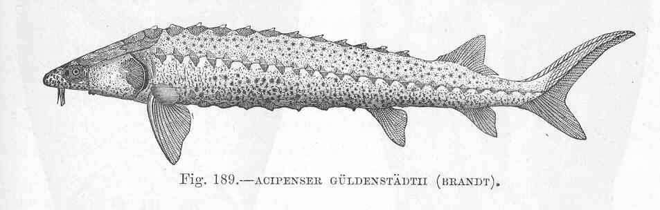 Image of sturgeons