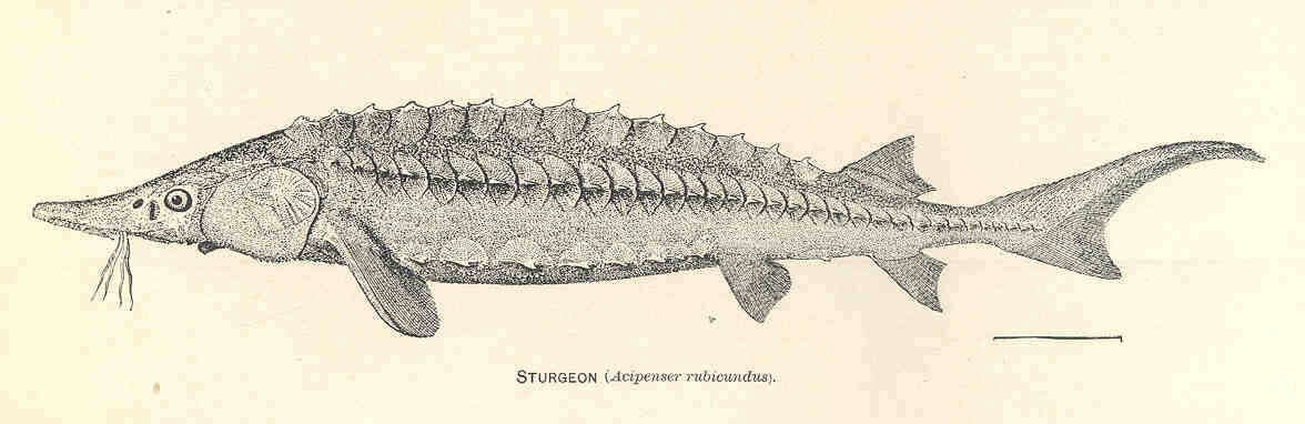 Слика од Acipenser