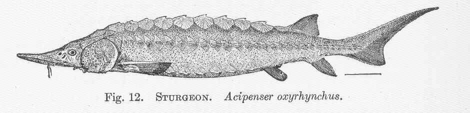 Слика од Acipenser