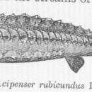 Image of <i>Acipenser rubicundus</i>