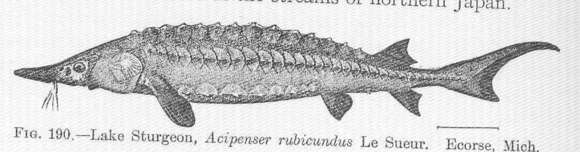 Image of <i>Acipenser rubicundus</i>