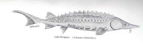 Image of <i>Acipenser rubicundus</i>