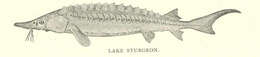 Image of sturgeons