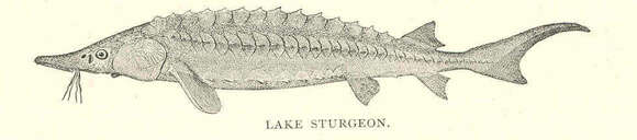 Image of sturgeons