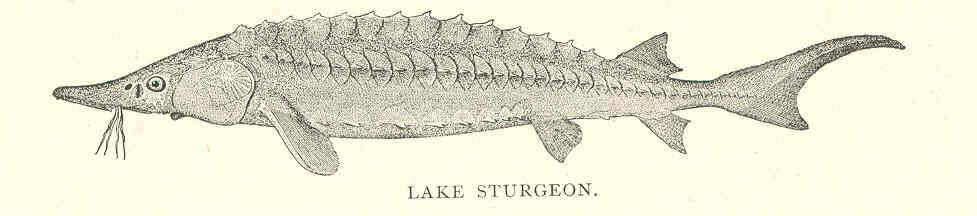 Image of sturgeons