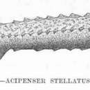 Imagem de Acipenser stellatus Pallas 1771