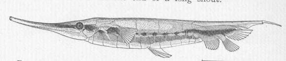 Image of snipefishes and shrimpfishes