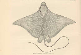 Image of Black eagle ray