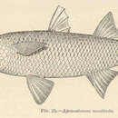 Image of Mountain Mullet