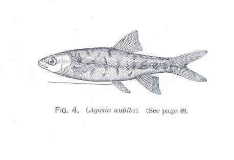 Image of Agosia
