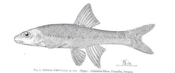Image of Rhinichthys