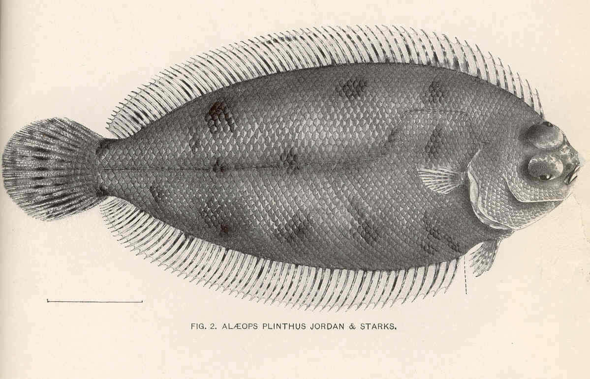 Poecilopsettidae resmi