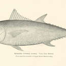 Image of Atlantic Bluefin Tuna