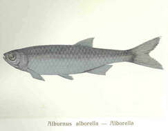 Image of Alburnus