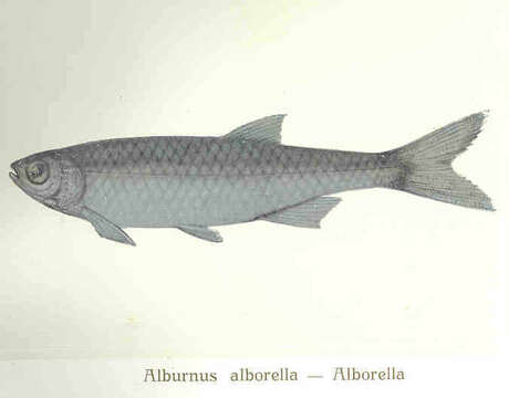 Alburnus resmi