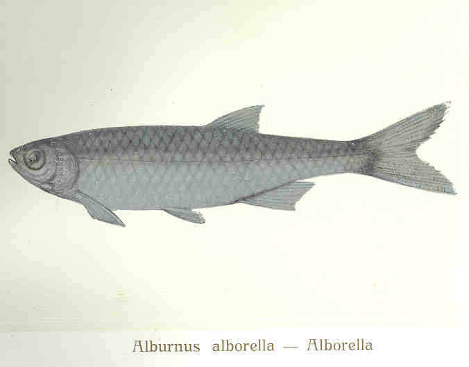 Image of Alburnus