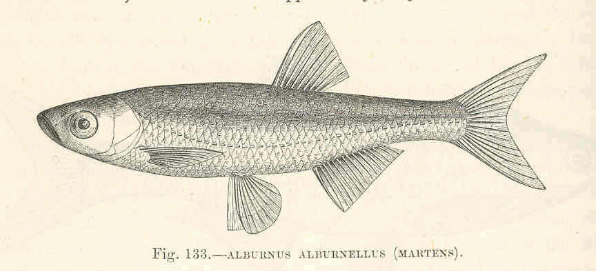 Image of Leuciscidae