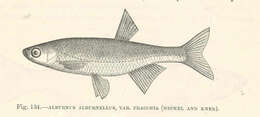 Image of True Minnows