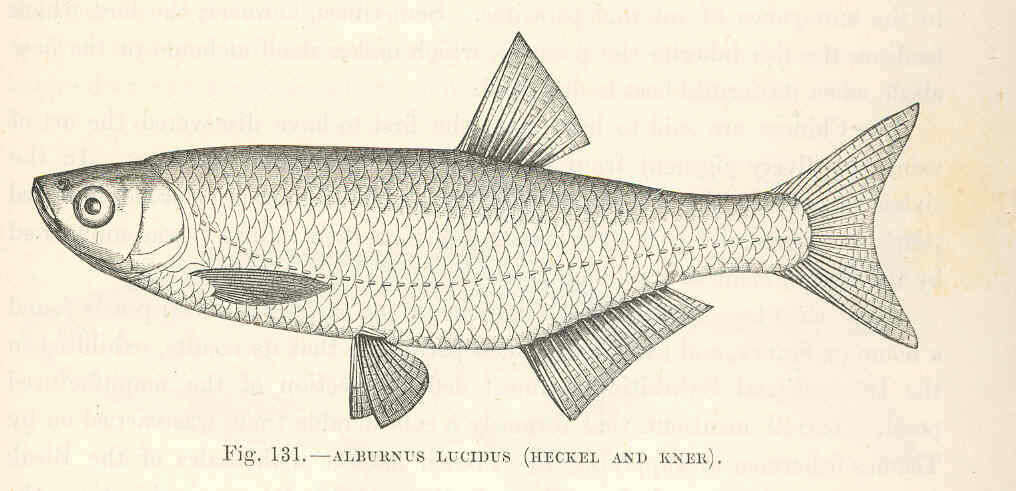 Image of Alburnus